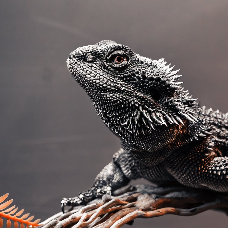 Makima, bearded dragon