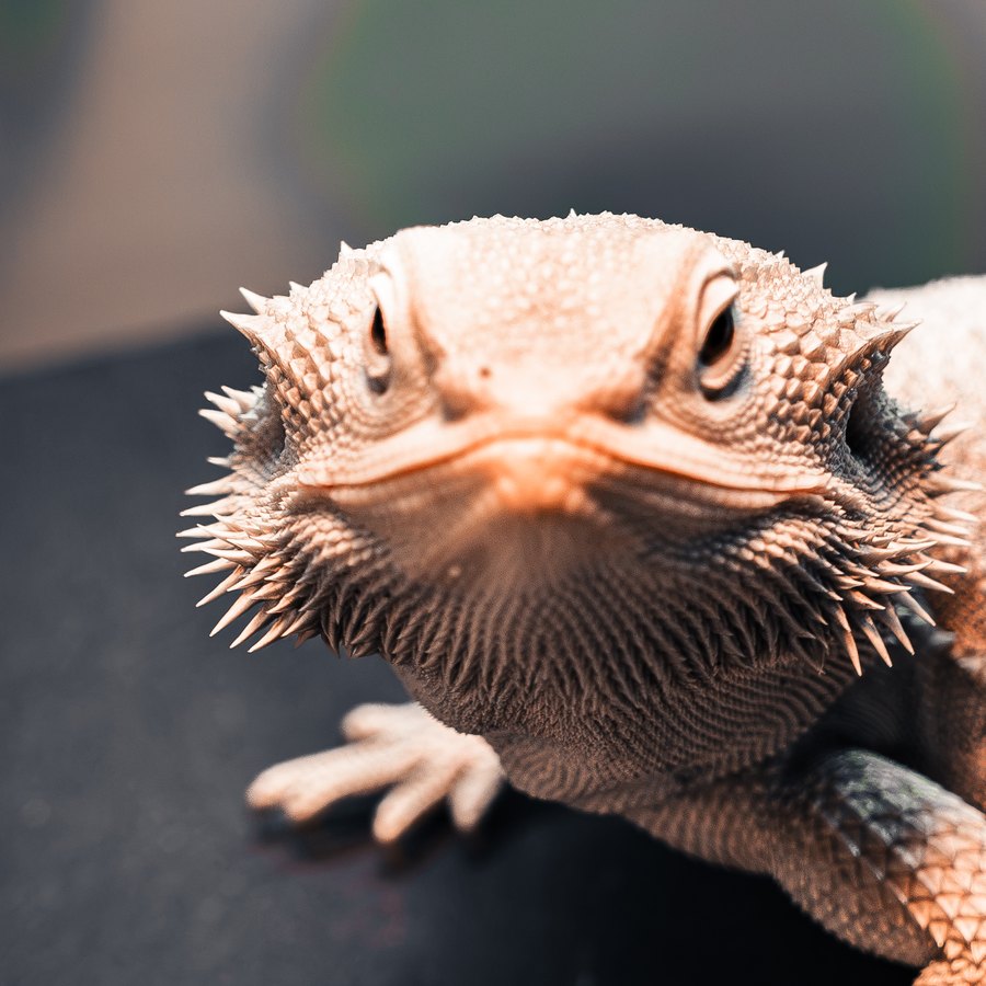 Aokiji, bearded dragon