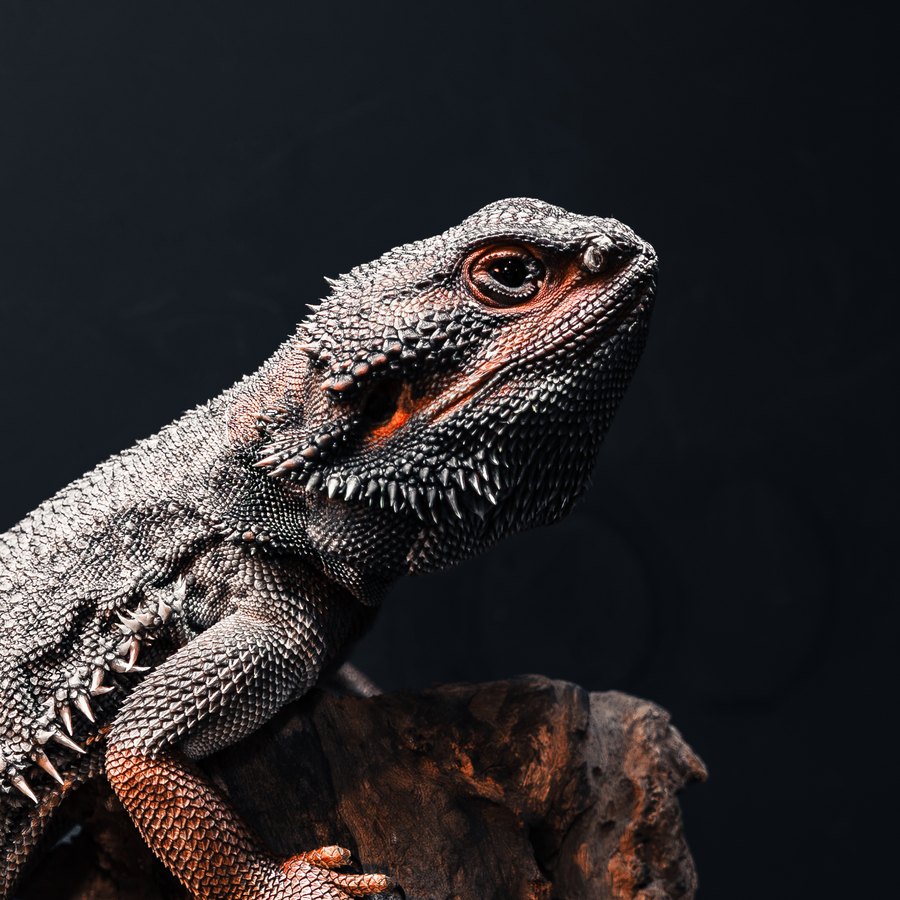Hiei, bearded dragon