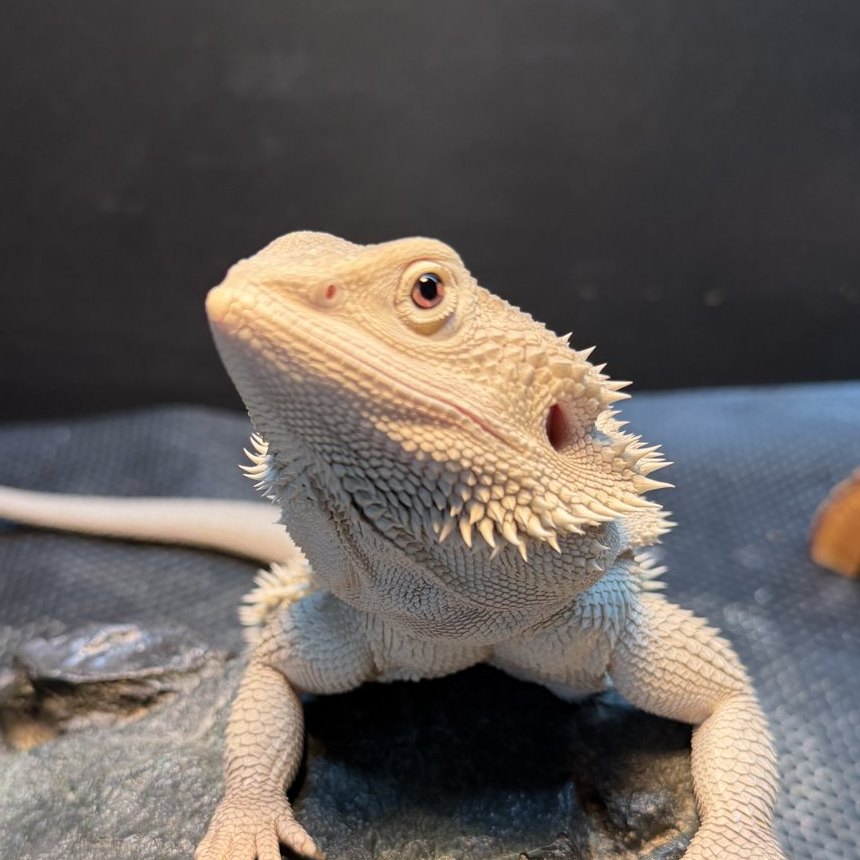 Rukia, bearded dragon
